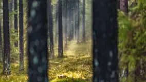 Styczniowy spacer po lesie w okolicach Rucianego-Nidy - zdjęcie 20