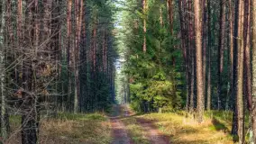 Styczniowy spacer po lesie w okolicach Rucianego-Nidy - zdjęcie 21