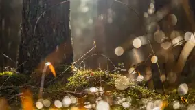 Styczniowy spacer po lesie w okolicach Rucianego-Nidy - zdjęcie 5