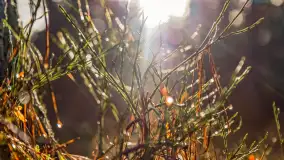 Styczniowy spacer po lesie w okolicach Rucianego-Nidy - zdjęcie 15