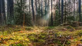 Styczniowy spacer po lesie w okolicach Rucianego-Nidy - zdjęcie 16