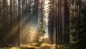 Styczniowy spacer po lesie w okolicach Rucianego-Nidy - zdjęcie 1