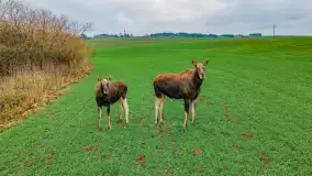 Wiosenny mix ujęć, kwiecień - czerwiec 2022 r. - zdjęcie 9