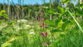 Wiosenny mix ujęć, kwiecień - czerwiec 2022 r. - zdjęcie 95