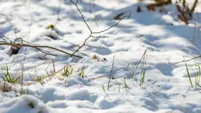 Trochę wiosny, trochę zimy... - zdjęcie 15