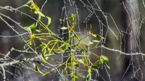 Trochę wiosny, trochę zimy... - zdjęcie 11