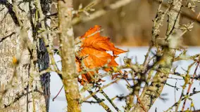 Rzeka Dajna i okolice, luty 2023 - zdjęcie 17