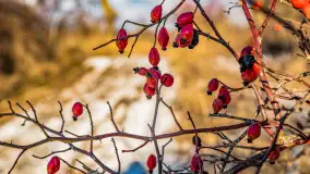 Rzeka Dajna i okolice, luty 2023 - zdjęcie 86