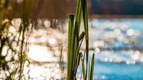 Zatoka Mrówcza, jezioro Ryńskie, luty 2023 - zdjęcie 39