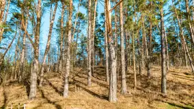 Zatoka Mrówcza, jezioro Ryńskie, luty 2023 - zdjęcie 27