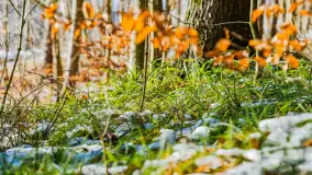 Spacer po lesie kętrzyńskim, górka poznańska i rzeka Guber - zdjęcie 8