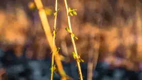 Zachód słońca nad jeziorem Ryńskim - zdjęcie 4