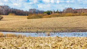 Wiosenne zbiorowiska ptaków, luty 2023 r. - zdjęcie 8