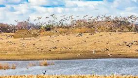 Wiosenne zbiorowiska ptaków, luty 2023 r. - zdjęcie 6