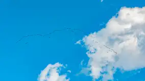 Wiosenne zbiorowiska ptaków, luty 2023 r. - zdjęcie 24