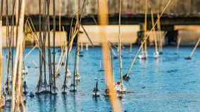 Słonecznie i zimowo przy moście Sztynorckim - zdjęcie 35