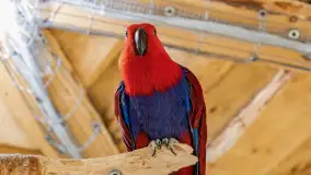 Odwiedziliśmy papugarnię w Wilkasach, luty 2023 r. - zdjęcie 10