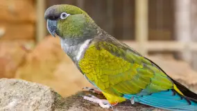 Odwiedziliśmy papugarnię w Wilkasach, luty 2023 r. - zdjęcie 14