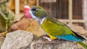 Odwiedziliśmy papugarnię w Wilkasach, luty 2023 r. - zdjęcie 3