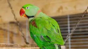 Odwiedziliśmy papugarnię w Wilkasach, luty 2023 r. - zdjęcie 21