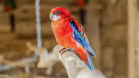 Odwiedziliśmy papugarnię w Wilkasach, luty 2023 r. - zdjęcie 2