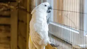 Odwiedziliśmy papugarnię w Wilkasach, luty 2023 r. - zdjęcie 18