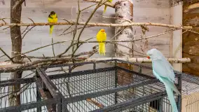 Odwiedziliśmy papugarnię w Wilkasach, luty 2023 r. - zdjęcie 11