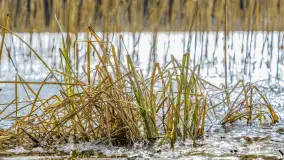 Wyspa Wydmińska i jezioro Wydmińskie, końcówka zimy 2023 r. - zdjęcie 24