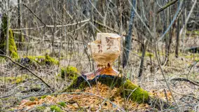 Węgorapa i kanał Węgorzewski pod koniec marca 2023 r. - zdjęcie 19