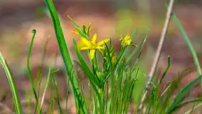 Wiosna i rozlewiska przy jeziorze Siercze niedaleko Gierłoży - zdjęcie 12