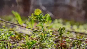 Wiosna i rozlewiska przy jeziorze Siercze niedaleko Gierłoży - zdjęcie 31