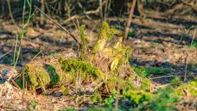 Wiosna i rozlewiska przy jeziorze Siercze niedaleko Gierłoży - zdjęcie 34