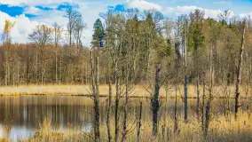 Wiosna i rozlewiska przy jeziorze Siercze niedaleko Gierłoży - zdjęcie 48