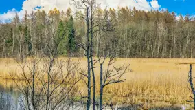 Wiosna i rozlewiska przy jeziorze Siercze niedaleko Gierłoży - zdjęcie 41