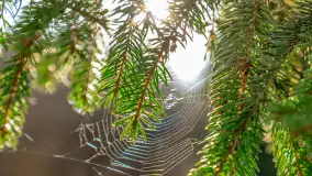 Wiosna i rozlewiska przy jeziorze Siercze niedaleko Gierłoży - zdjęcie 16