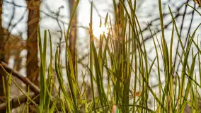 Wiosna i rozlewiska przy jeziorze Siercze niedaleko Gierłoży - zdjęcie 18