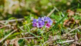 Wiosna już jest, taka prawdziwa, zielona i ciepła - zdjęcie 29