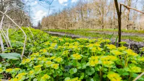 Wiosna już jest, taka prawdziwa, zielona i ciepła - zdjęcie 1