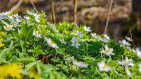 Wiosna już jest, taka prawdziwa, zielona i ciepła - zdjęcie 3