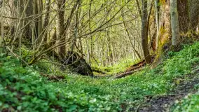 Wiosna już jest, taka prawdziwa, zielona i ciepła - zdjęcie 34