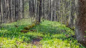 Wiosna już jest, taka prawdziwa, zielona i ciepła - zdjęcie 48