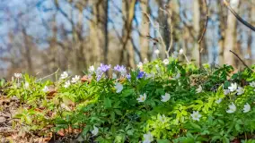 Wiosna już jest, taka prawdziwa, zielona i ciepła - zdjęcie 25