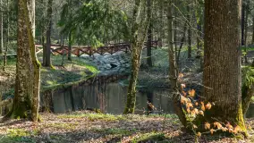 Foto spacer po lesie miejskim w Giżycku, kwiecień 2023 r. - zdjęcie 11