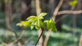 Foto spacer po lesie miejskim w Giżycku, kwiecień 2023 r. - zdjęcie 27