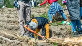 Przy Wilczym Szańcu posadzono 5000 dębów - zdjęcie 37