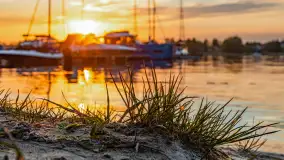 Zachód Słońca w Tle Dla Mew, jezioro Boczne, maj 2023 r. - zdjęcie 3