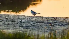 Majowy zachód słońca nad jeziorem Siercze, 2023 - zdjęcie 14
