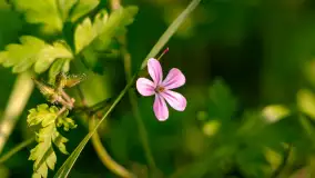 Zachód słońca nad jeziorem Niegocin, maj 2023 r. - zdjęcie 28