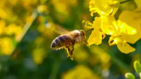 Wspomnienia rzepakowych pól na Mazurach 2023 - zdjęcie 5