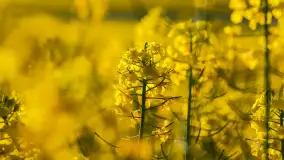 Wspomnienia rzepakowych pól na Mazurach 2023 - zdjęcie 53